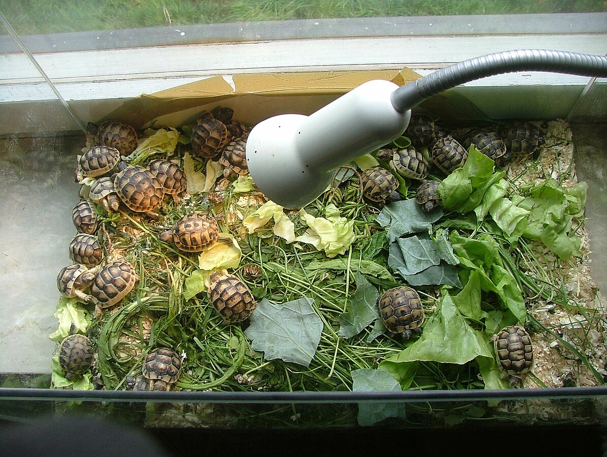 Schildpadden in een terrarium. Foto door Richard Mayer (https://es.m.wikipedia.org/wiki/Archivo:Schildkr%C3%B6ten-Terrarium.JPG)