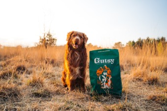 Foto hond natuur Gutsy